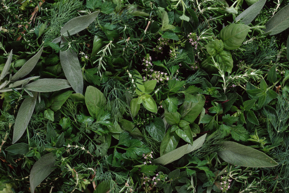 From Seed to Wellness