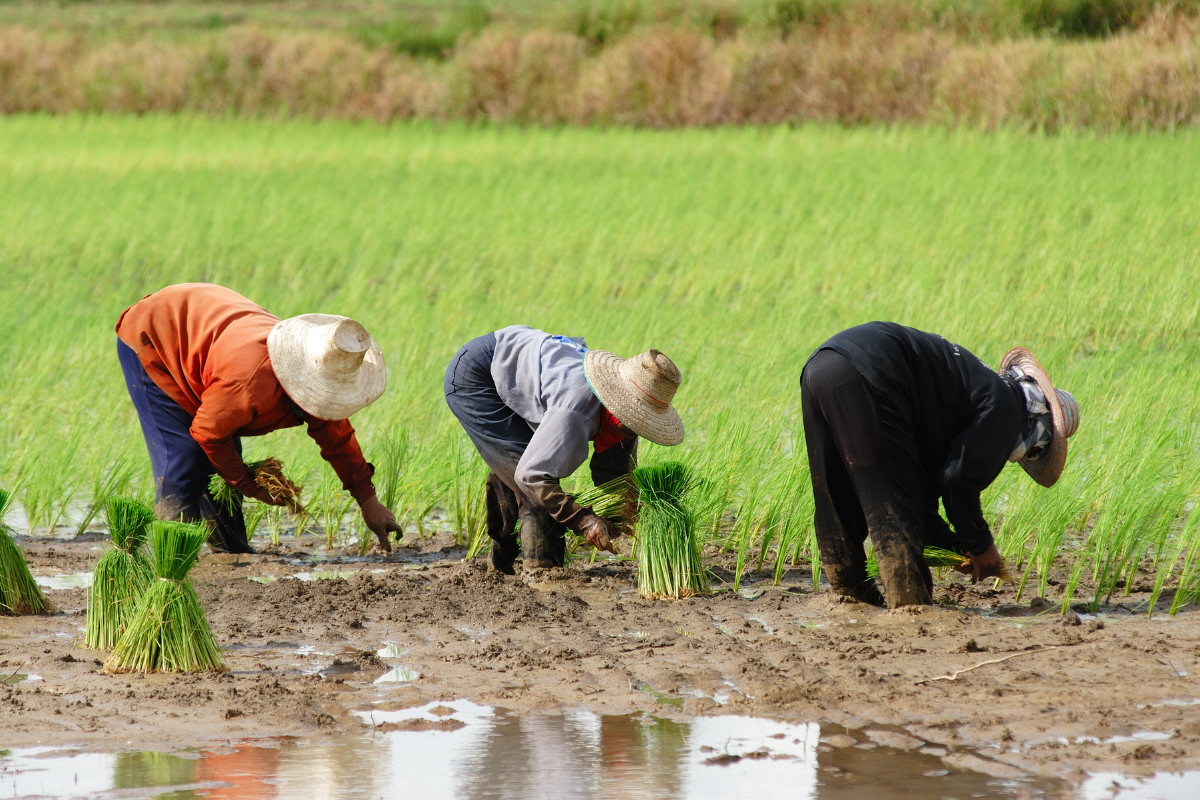 The Future of Organic Agriculture