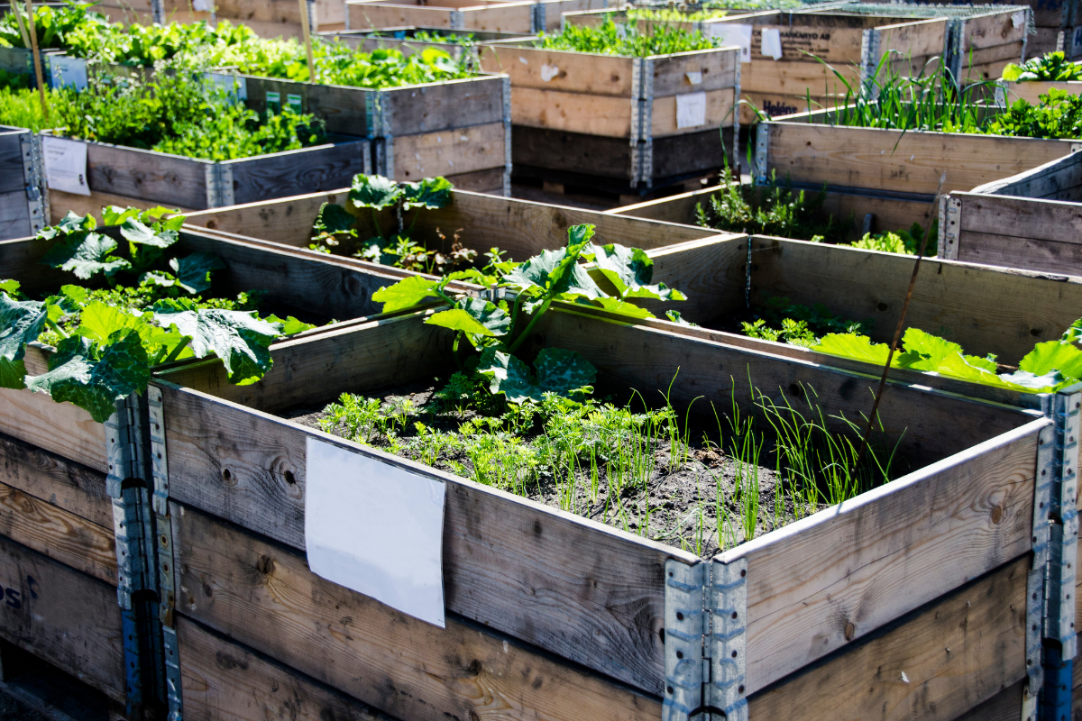 Why Organic Farming Is the Future of Sustainable Food Production